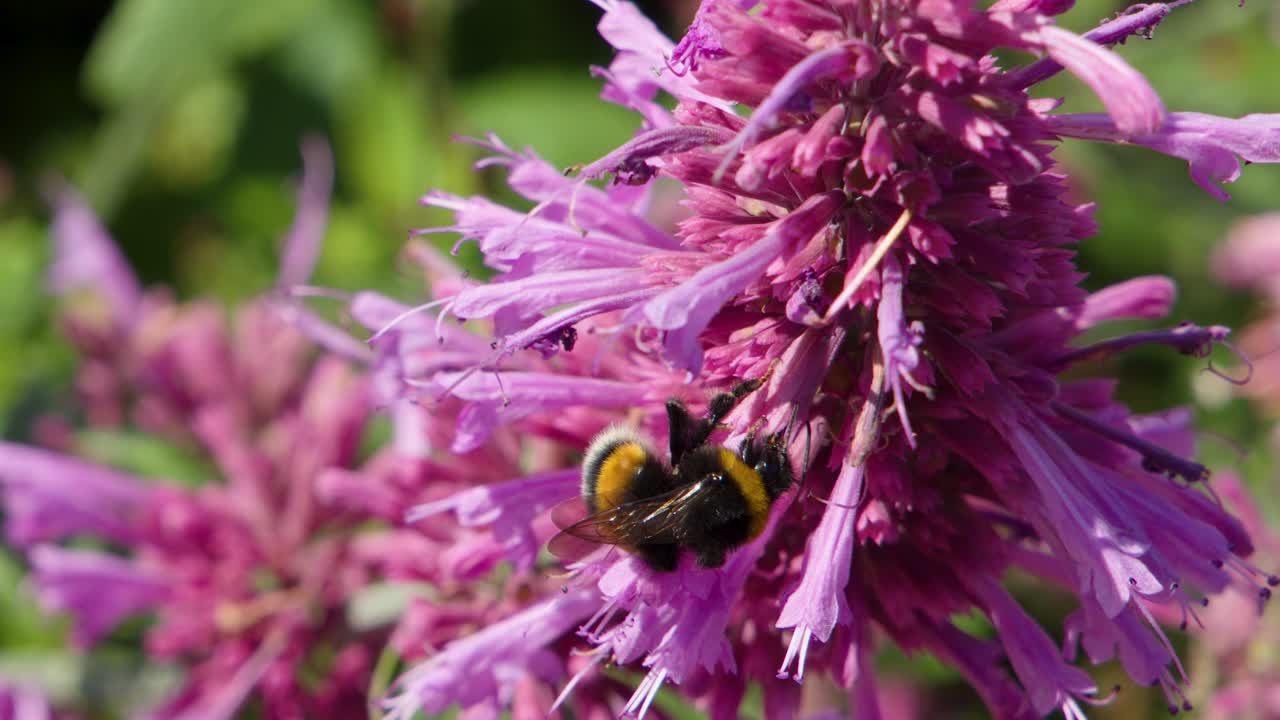 Bumblebee collects pollen on vibrant purple flower, macro closeup, natural sunlight, shallow depth
