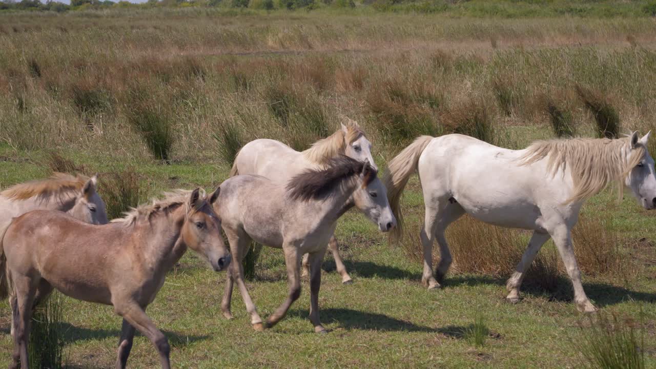 corriendo manada de caballos en pastizales altos en francia, camargue