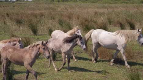 Running-herd-of-horses-in-tall-grasslands-in-France,-Camargue