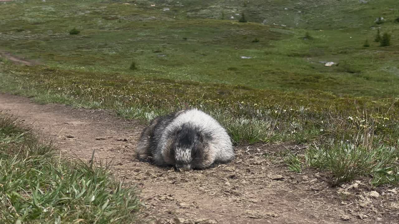 Badger on a trail eating dung, up close