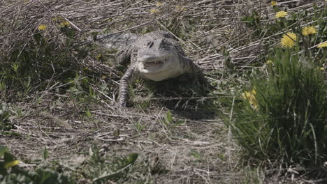 stalking alligator walking through tall grass in swamp