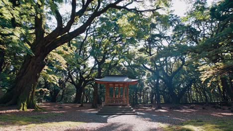 wide-angle video shot of a serene forest shrine, capturing towering trees and dappled sunlight