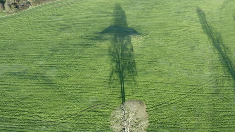 aerial: winter oak tree shadow in vivid green sunny irish pasture