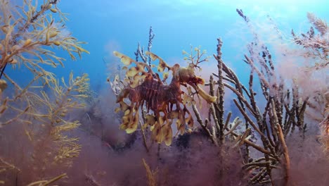 Dragón-De-Mar-Frondoso-Con-Huevos-4k-Cámara-Lenta-Sur-De-Australia