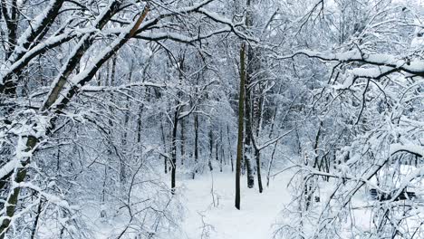 Ramas-Nevadas-En-El-Bosque.-Fondo-De-Hadas-De-Invierno