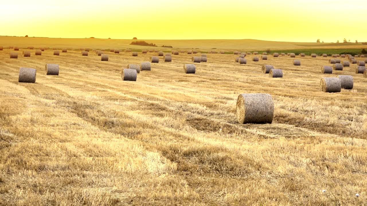 풀  을 가진 농장 위 에 황금빛 의 해 가 지는 것