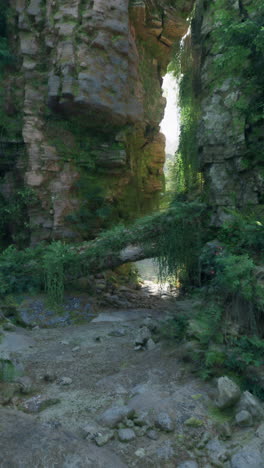 lush overgrown canyon path