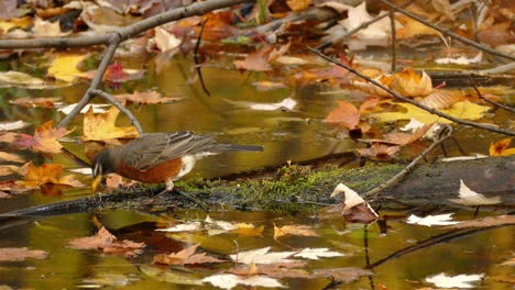 a small bird hops on a submerged log, surrounded by fallen yellow leaves