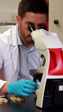 científico mirando a través del microscopio en una placa de petri