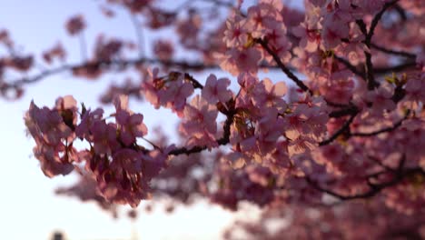 heavy wind waving against sakura cherry blossom tree with blue sky in background