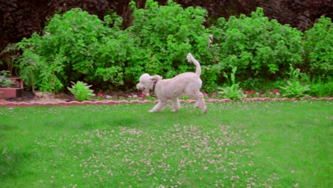 Hundebesitzer-Wirft-Ball.-Hund-Fängt-Ball-Auf-Gras.-Hund-Spielt-Tennisball