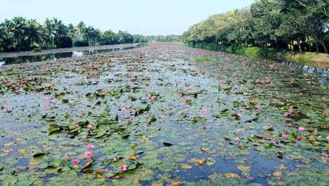 water-lily-lake,Slider-shoot,Aerial-shoot