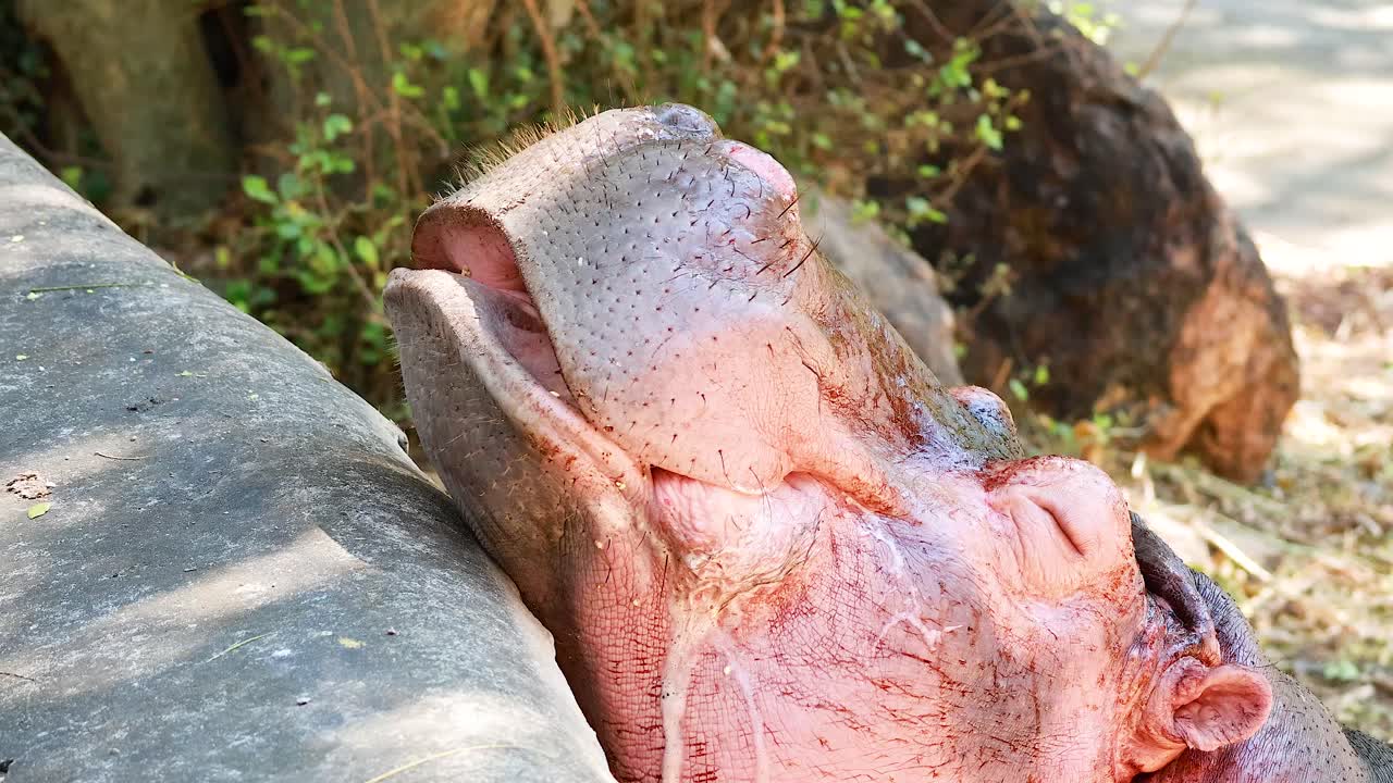 Pygmy hippo opening mouth at Chonburi zoo