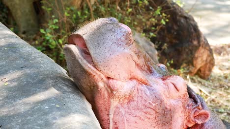 pygmy hippo opening mouth at chonburi zoo