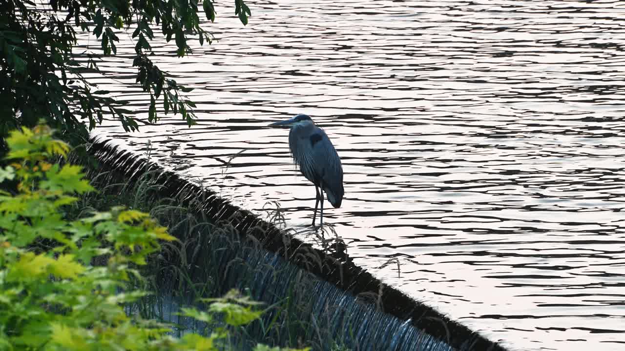 Great Blue Heron standing above waterfall, Hoover Dam, Westerville, Ohio