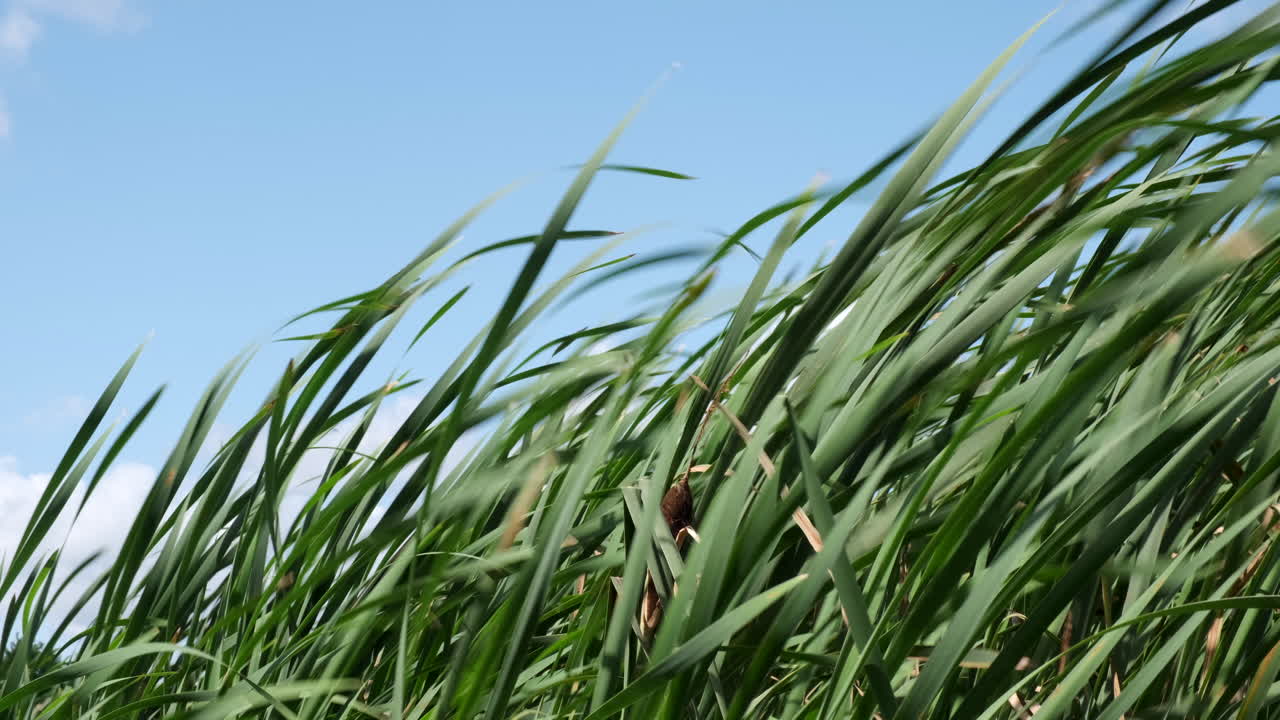 juncos soplando en el viento en un día de verano