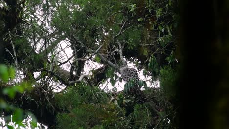 the philippine eagle also known as the monkey-eating eagle is critically endangered and can live for sixty years feeding on monkeys, flying lemurs, and small mammals as an opportunist bird of prey