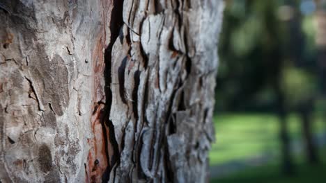 Cinematic-footage-of-ants-running-up-a-tree-in-between-the-tree-bark-with-grass-in-the-background