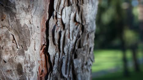 imágenes cinematográficas de hormigas subiendo a un árbol entre la corteza del árbol con hierba en el fondo