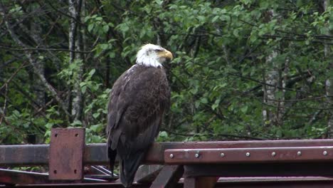 Weißkopfseeadler,-Der-An-Einem-Regnerischen-Tag-Auf-Dem-Balken-Einer-Brücke-Sitzt