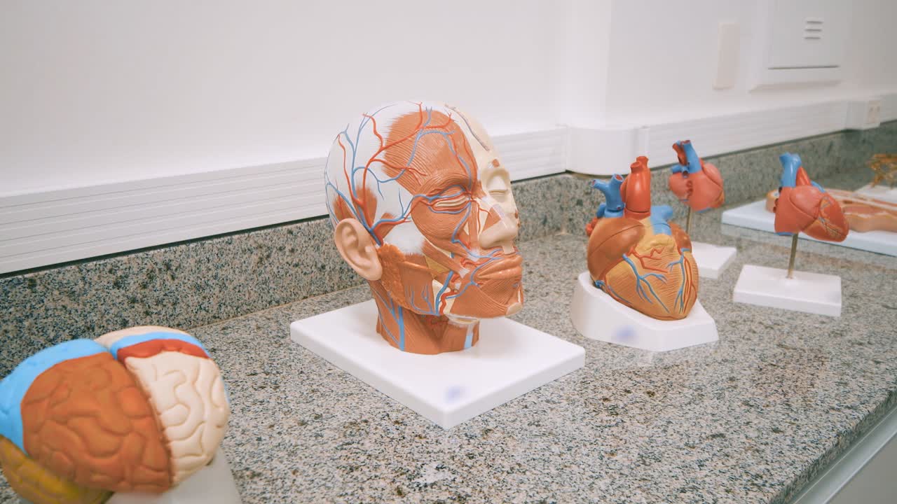 Human Head Anatomy Study with Heart and Brain