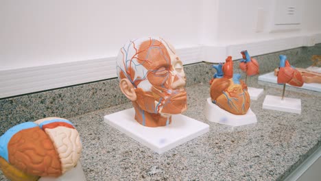 human head anatomy study with heart and brain