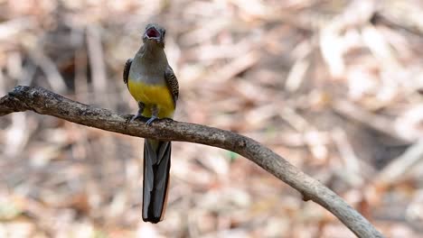 the orange-breasted trogon is a confiding medium size bird found in thailand