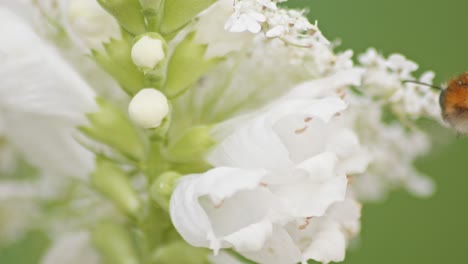 Super-close-up-of-Bumblebee-collecting-pollen-or-nectar-from-white-flower-and-then-taking-off-into-a-flight