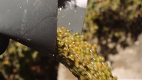 grape harvester conveyor transferring grapes to grape bin in vineyard