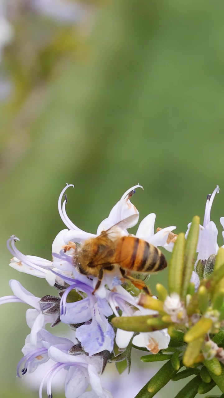 Macro shot of a honey bee collecting nectar from rosemary blossoms in bright daylight.