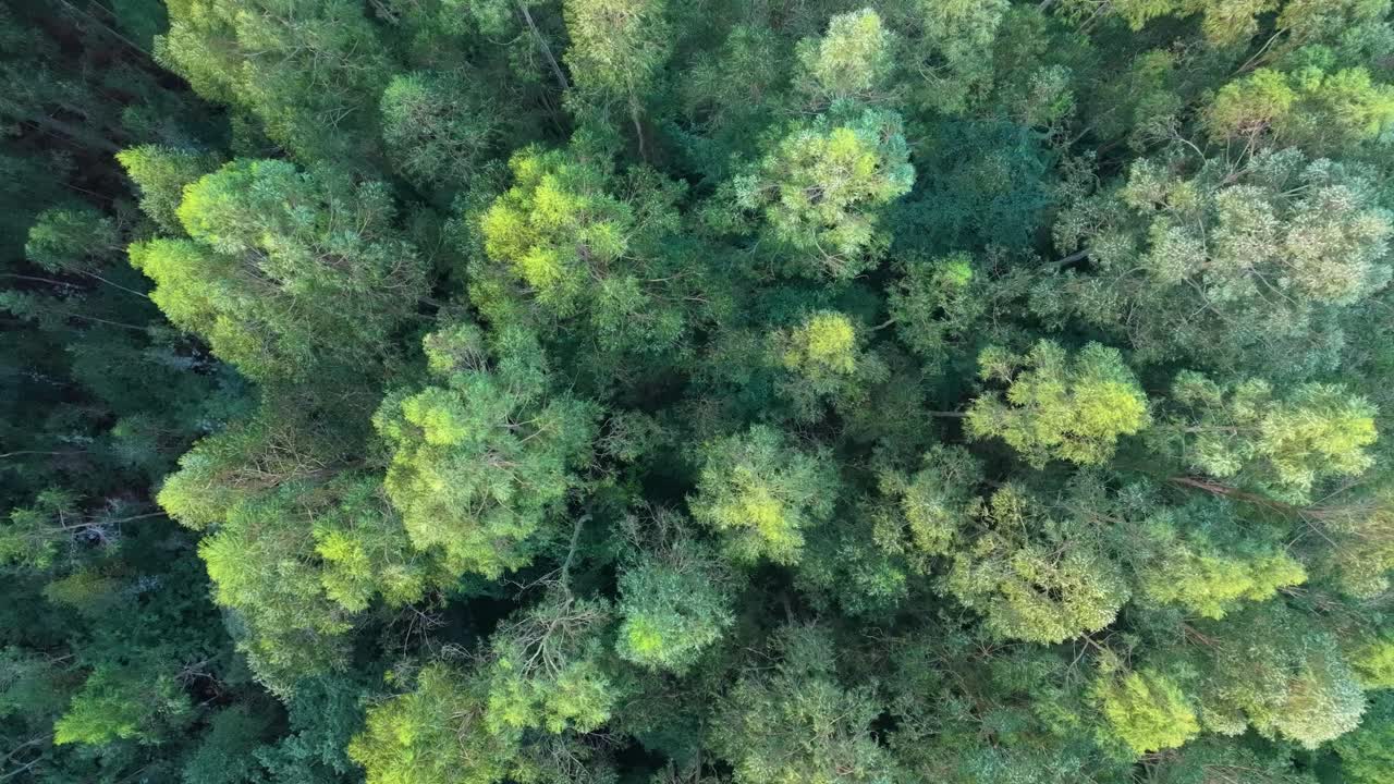 vista aérea de un bosque verde y exuberante