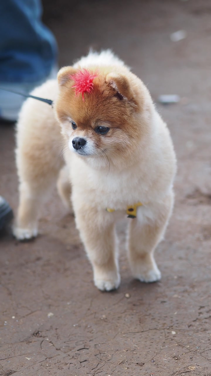 Adorable Pomeranian Puppy Barking While Standing on Dirt