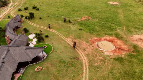 aerial shot of elephants outside luxury safari lodge in african wilderness