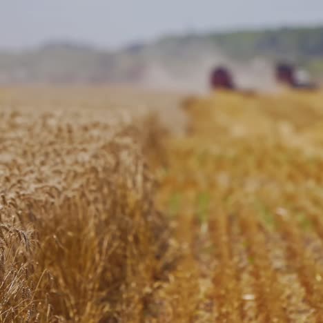 combine harvest ripe wheat on farm