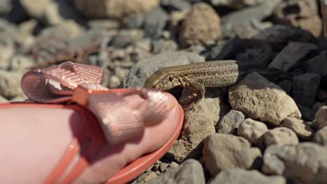 Pequeño-Lagarto-Curioso-Comprobando-El-Pie-Humano-En-Chanclas-De-Verano