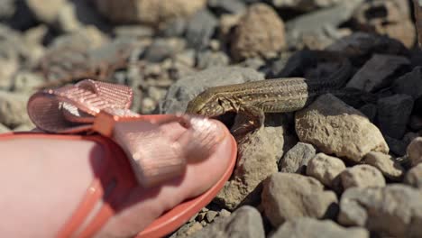 pequeño lagarto curioso comprobando el pie humano en el flip flop de verano