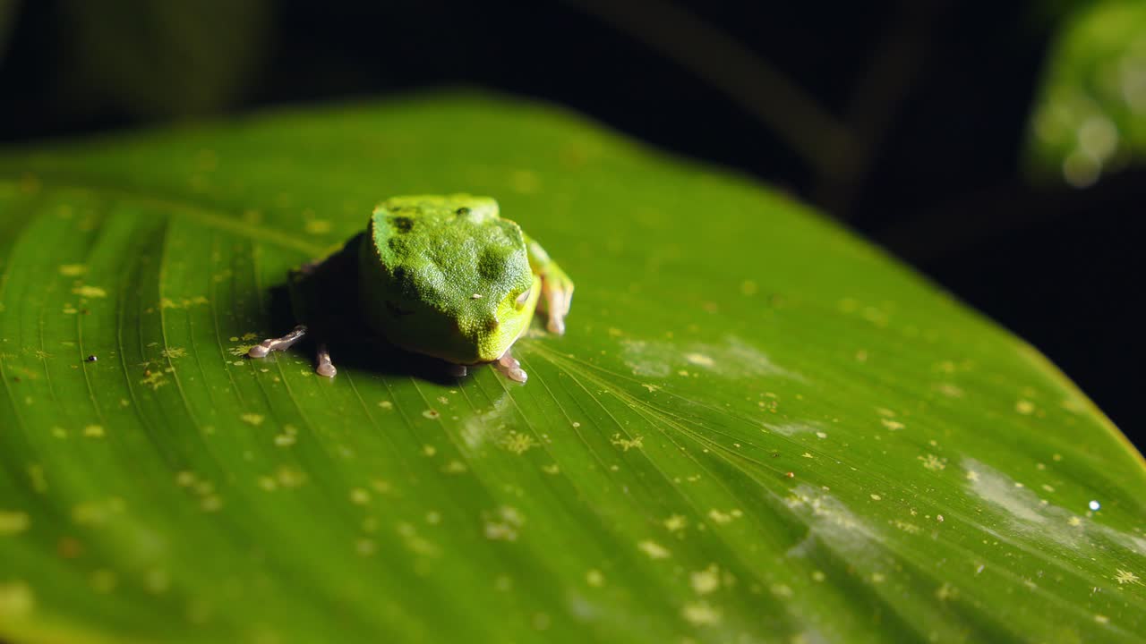 Nestled on a giant leaf, a green Hylidae frog blends quietly into Peru’s dense rainforest foliage.
