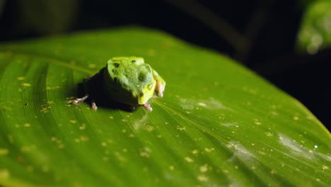 nestled on a giant leaf, a green hylidae frog blends quietly into peru’s dense rainforest foliage.