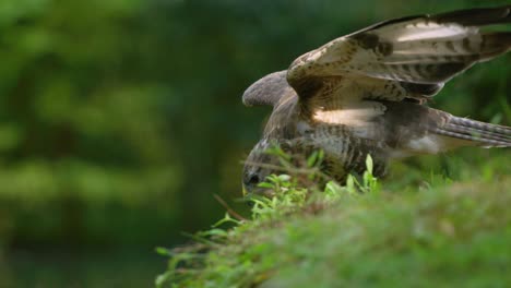 profile shot of regal common buzzard stretching out its wings