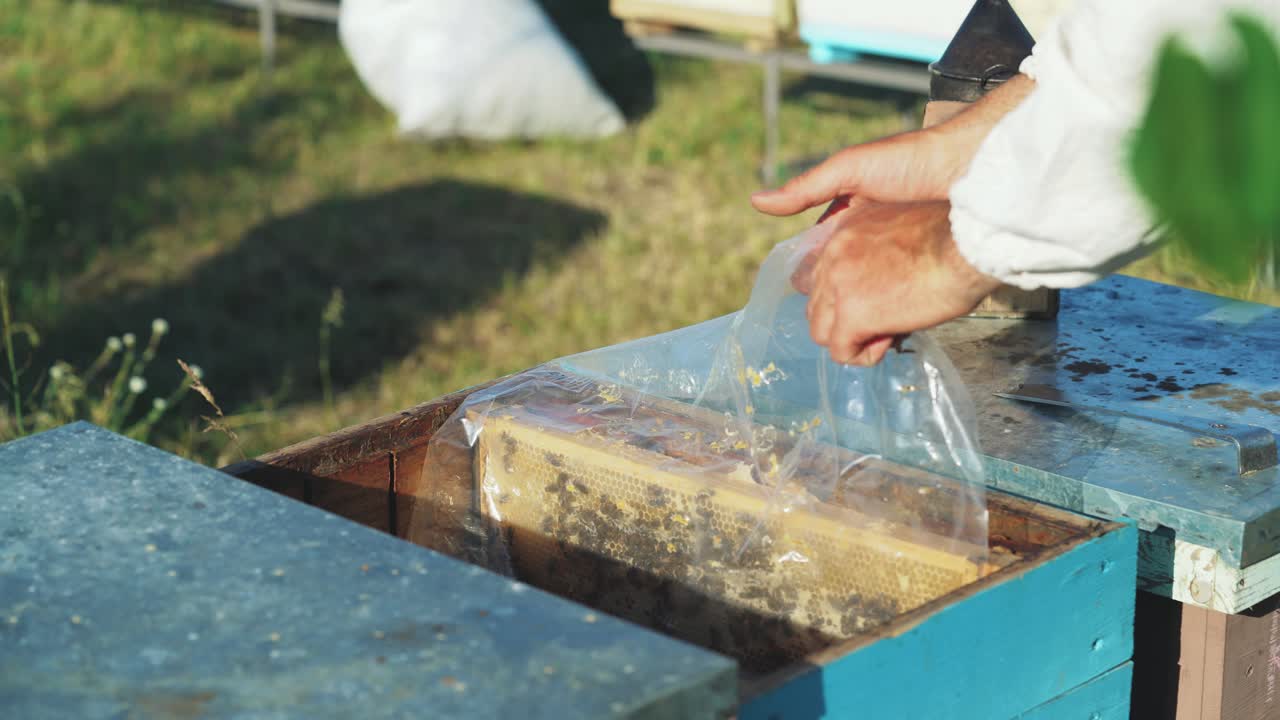 Beekeeper works in the apiary with the bees. Frames of a bee hive