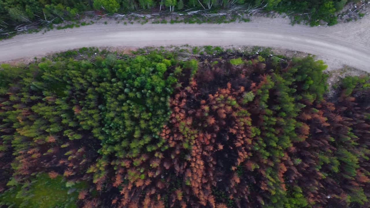mirando hacia abajo en un espeso bosque de pinos de verdes verdes, rojos y marrones árboles de color
