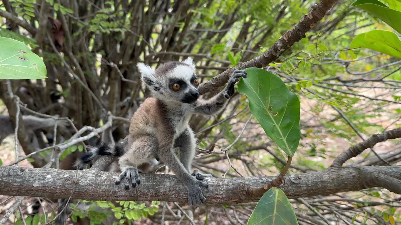 Un giovane lemure dalla coda ad anelli maschio (Lemur catta) esplora l'albero in cui vive la sua famiglia. Madagascar