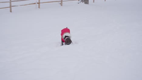 perro puntero alemán de pelo corto jugando en la nieve en un frío día de invierno, en cámara lenta