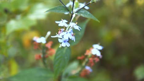 Hermoso-Detalle-De-Flora-Tropical-Con-Coloridas-Flores-Blancas-Con-Un-Fondo-Bokeh