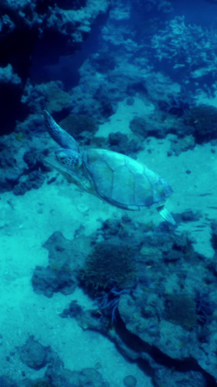 tortuga marina nadando en un arrecife de coral