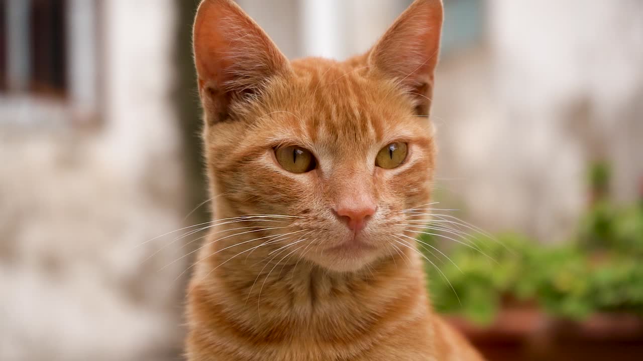primer plano de gato naranja con hermosos ojos