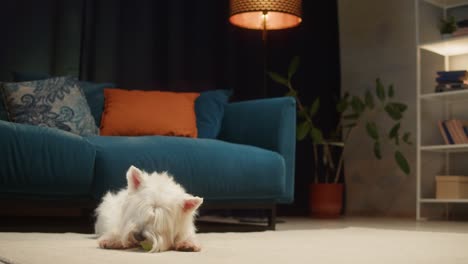 white westie dog playing with a ball in a living room