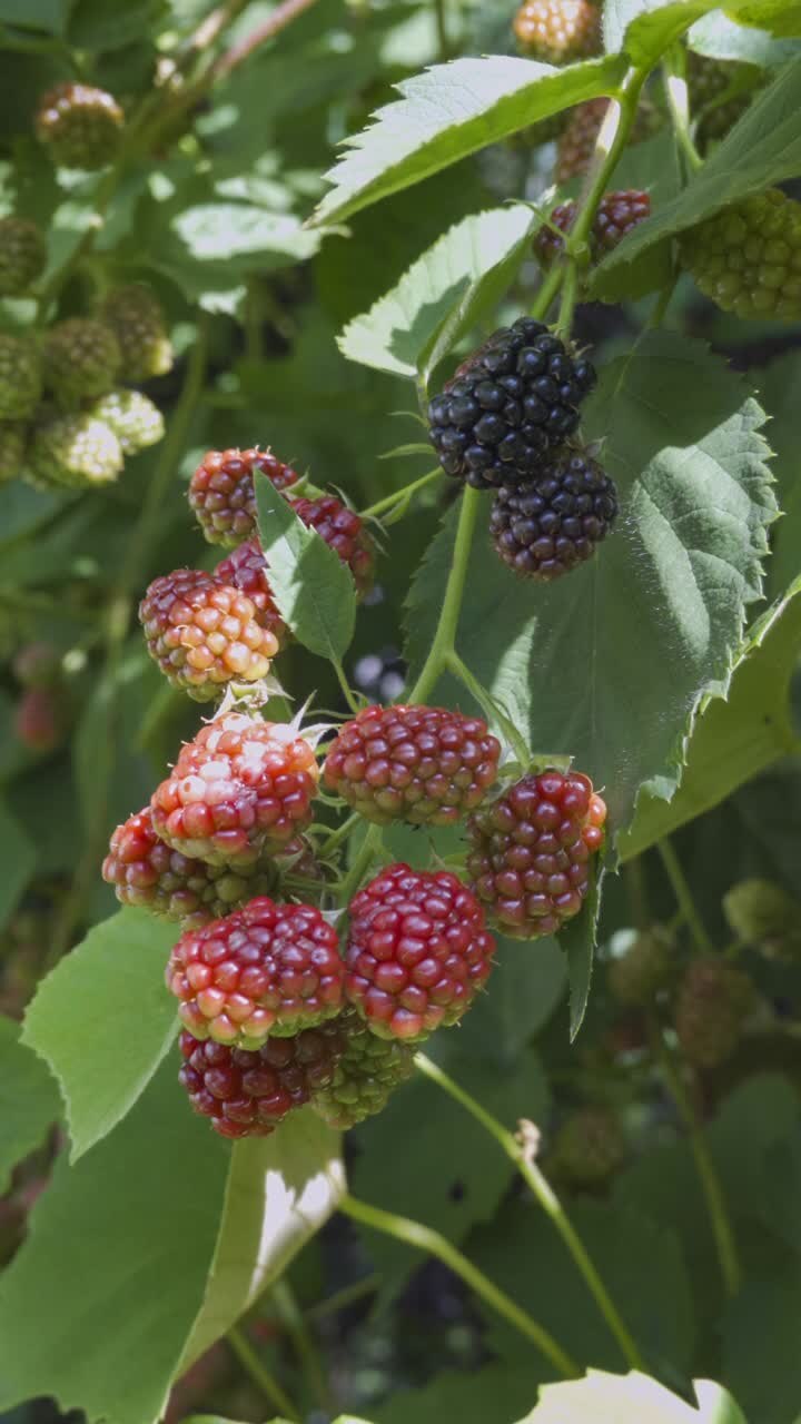 Unripe bright purple blackberries in slight breeze, vertical video