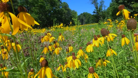 Walking-through-a-field-of-yellow-wildflowers-in-the-summer-on-a-sunny-day