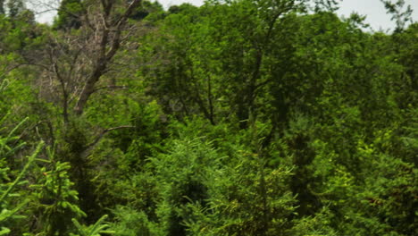 vibrant-green summer foliage of a wild, pristine mixed woodland